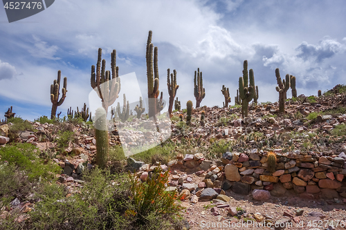 Image of Pukara de Tilcara, Argentina