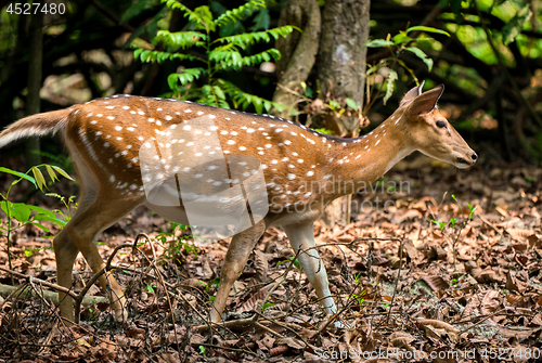 Image of spotted or sika deer in the jungle