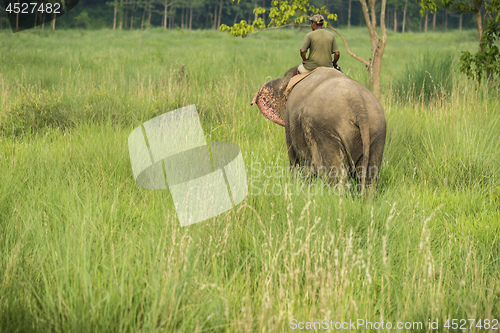 Image of Mahout or elephant rider riding a female elephant