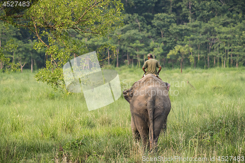 Image of Mahout or elephant rider riding a female elephant