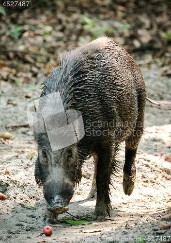 Image of Wild boar male feeding in the jungle