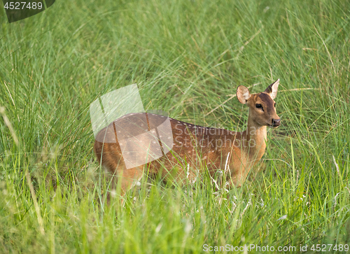 Image of Sika or spotted deer in elephant grass tangle