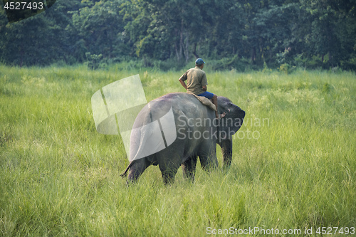 Image of Mahout or elephant rider riding a female elephant