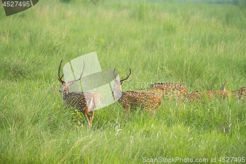 Image of Sika or spotted deers herd in the elephant grass