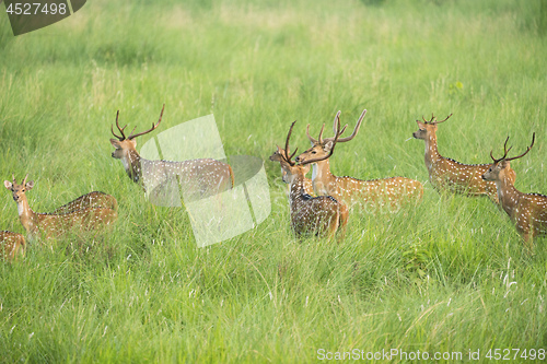 Image of Sika or spotted deers herd in the elephant grass