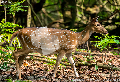 Image of spotted or sika deer in the jungle