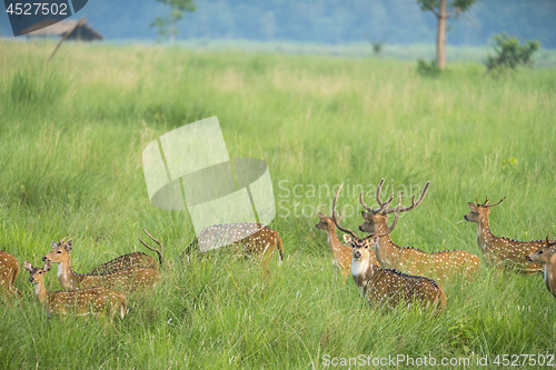 Image of Sika or spotted deers herd in the elephant grass