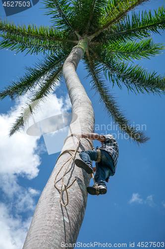 Image of Adult male climbs coconut tree to get coco nuts