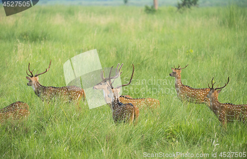 Image of Sika or spotted deers herd in the elephant grass