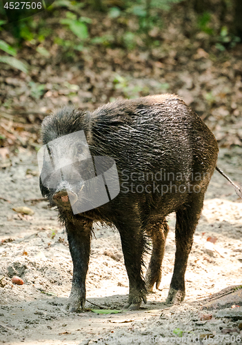 Image of Wild boar male feeding in the jungle