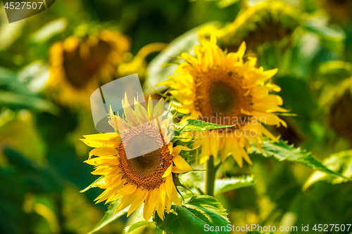 Image of Sunflower and bees in the garden