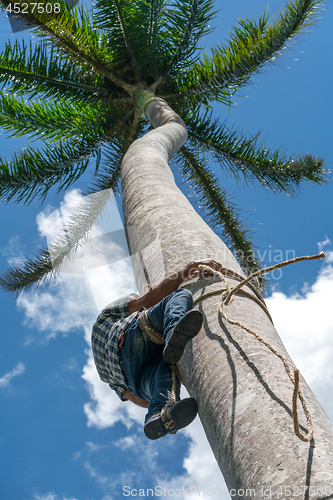 Image of Adult male climbs coconut tree to get coco nuts