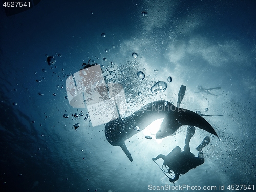 Image of Giant whaleshark with divers