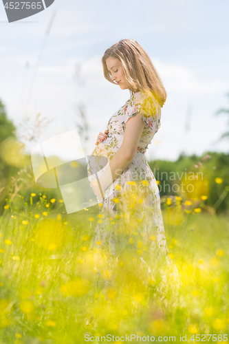 Image of Beautiful pregnant woman in white summer dress in meadow full of yellow blooming flovers.