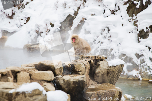 Image of japanese macaque or snow monkey at hot spring