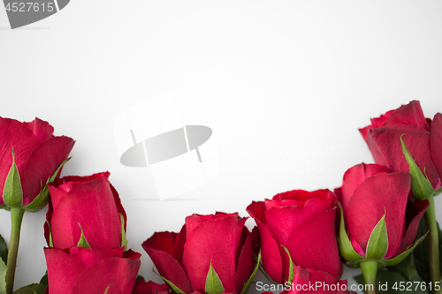 Image of close up of red roses on white background