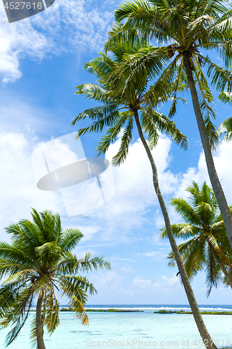 Image of tropical beach with palm trees in french polynesia