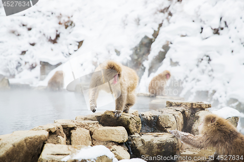 Image of japanese macaques or snow monkeys at hot spring