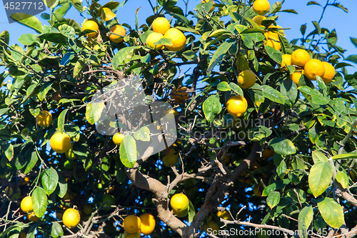 Image of lemon tree over blue sky