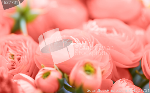 Image of beautiful ranunculus flowers in living coral color