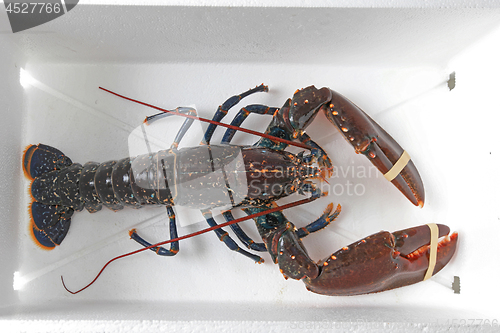 Image of Live Lobster