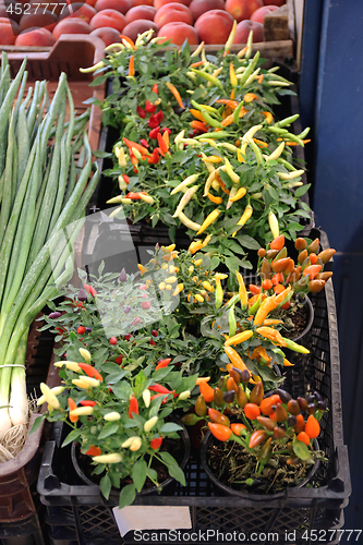 Image of Chilli Peppers