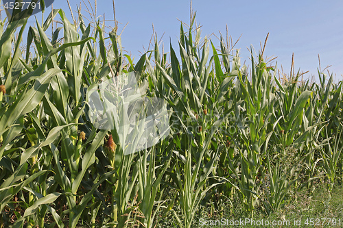 Image of Green Maize