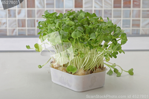 Image of Box of Watercress