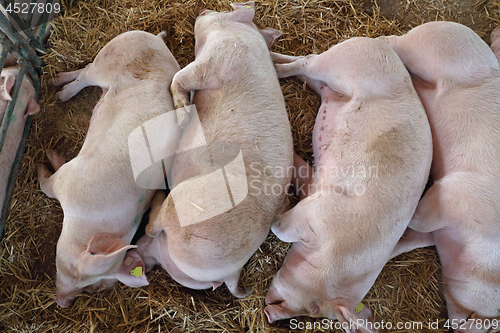 Image of Dead Pigs Problem