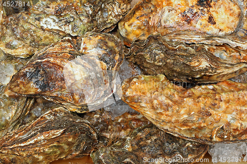 Image of Rock Oysters