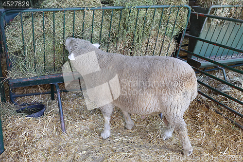 Image of Grazing Sheep