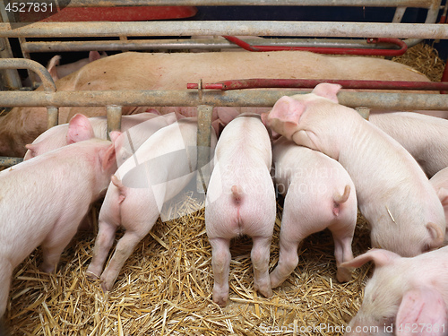 Image of Piglets