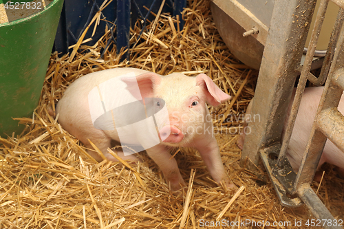 Image of One Piglet