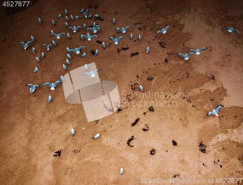 Image of Seagulls on tidal sands at the beach aerial shot