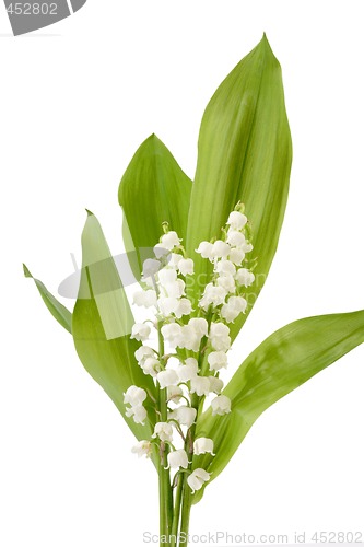 Image of Bunch of Flowers