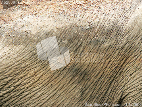 Image of Elephant skin