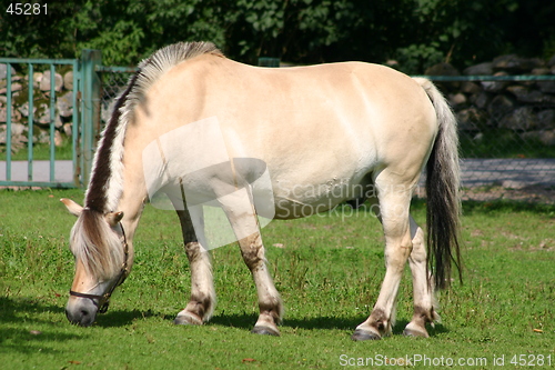 Image of one horse