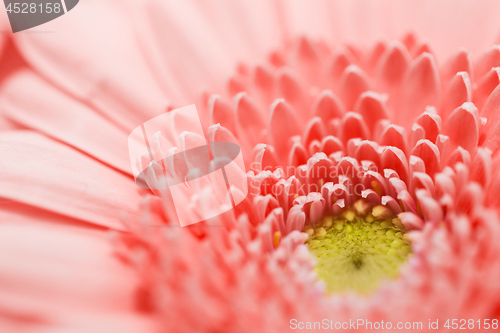 Image of beautiful gerbera flower in living coral color