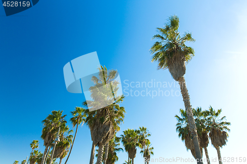 Image of palm trees over sky at venice beach, california