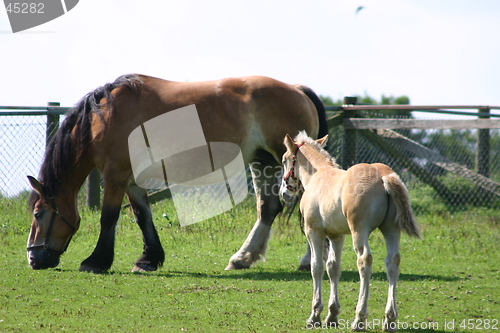 Image of horse with ponny