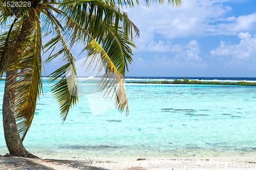 Image of tropical beach with palm tree in french polynesia