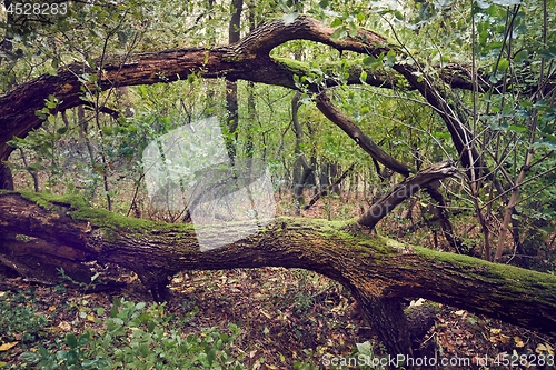 Image of Fall tree trunk