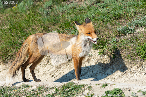 Image of Old skinned skinny fox on the walkway