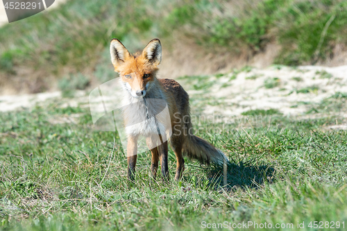 Image of Stripped and hungry fox in the meadow