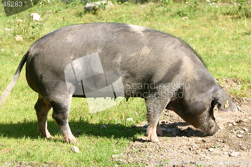 Image of pig