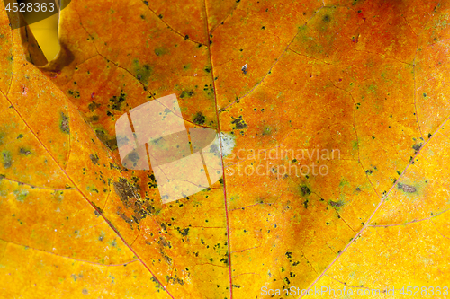 Image of yellowed maple leaves