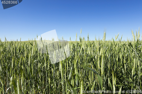 Image of Field with cereal