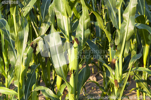 Image of green corn, close up