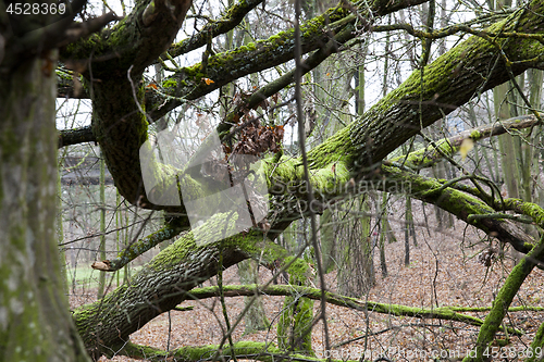 Image of old wood, wood