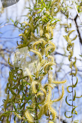 Image of willow in the spring time of the year